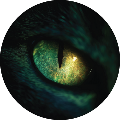 Animal Eyes Bundle