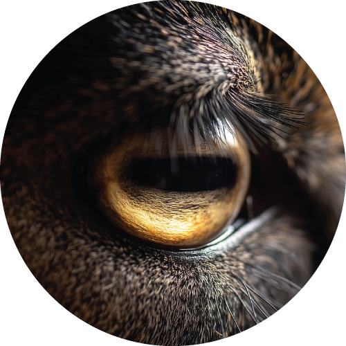 Animal Eyes Bundle